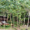 45621137 sq128