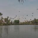 91487038 sq128